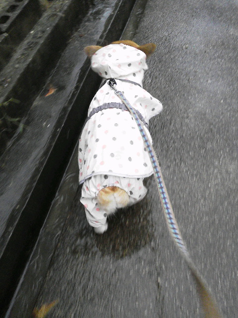 雨の日の散歩②