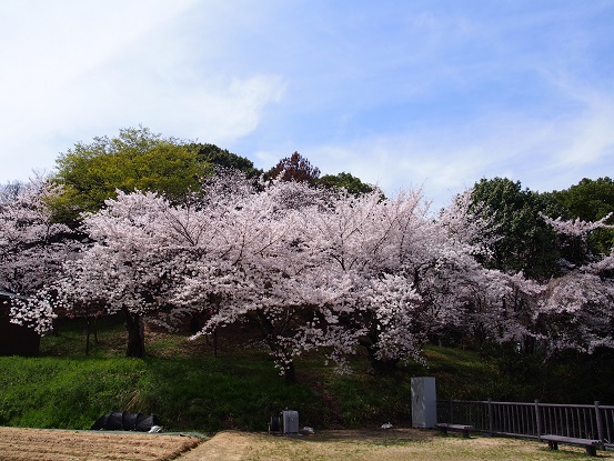 野中神社の桜