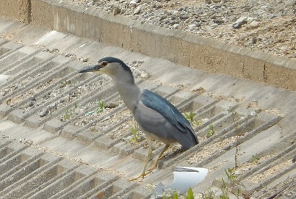 青山ケアセンター藤井寺　野鳥の会(その７だったと思います…)