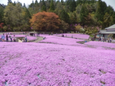 芝桜１.JPG