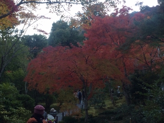 紅葉真っ盛り！京都嵐山！