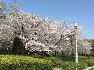天王寺公園の桜