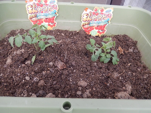 家電野菜の秋トマトを植えました。