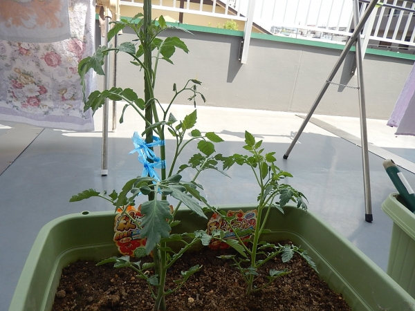 家電野菜の秋トマトの成長過程