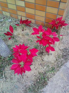 ポインセチア.jpg