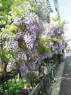 藤の花