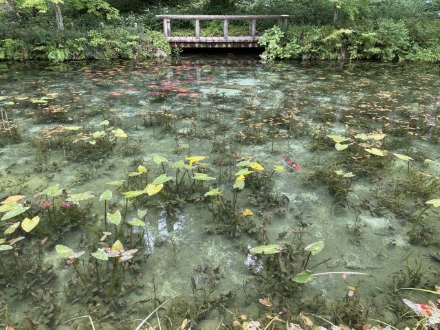 外出付添サービスで、岐阜・モネの池に行ってきました。