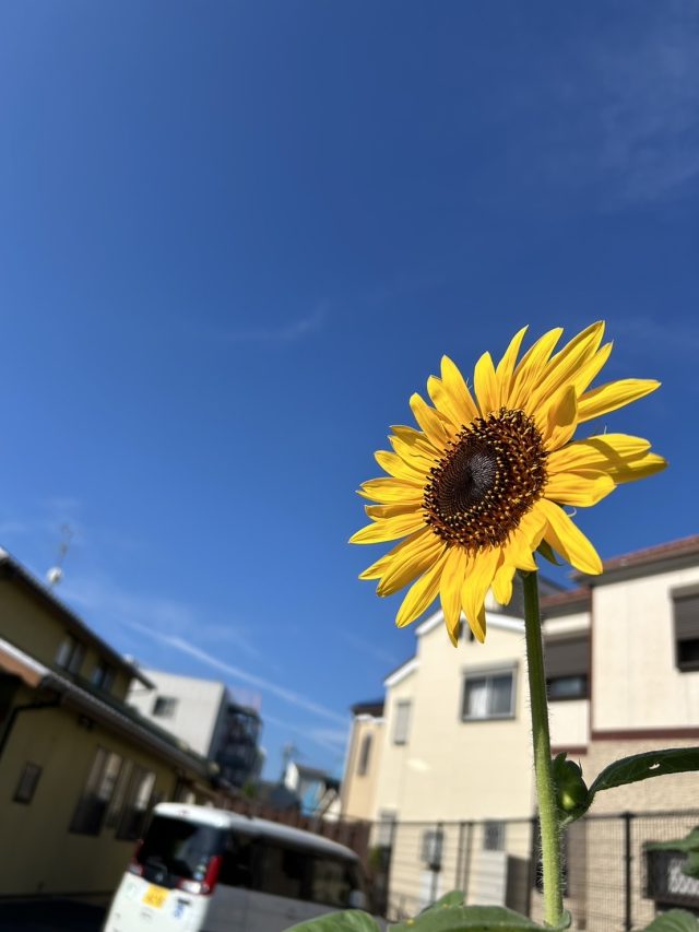 🌻ひまわり🌻